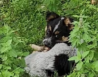 Curly girl, a female Australian Cattle Dog and Border Collie for sale in Rosholt, WI – 10 of 10