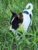 Happy girl, a female Australian Cattle Dog and Border Collie for sale in Rosholt, WI – 3 of 3