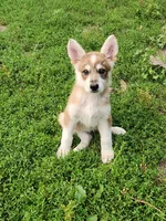 Wolfie boy, a male German Shepherd Dog for sale in Rosholt, WI – 4 of 5