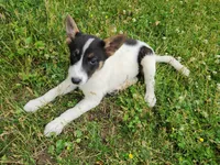 Happy girl, a female Australian Cattle Dog and Border Collie for sale in Rosholt, WI – 6 of 10
