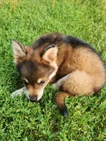 Girl, a female German Shepherd Dog for sale in Rosholt, WI – 7 of 9