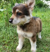 Girl, a female German Shepherd Dog for sale in Rosholt, WI – 3 of 9
