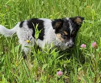 Curly girl, a female Australian Cattle Dog and Border Collie for sale in Rosholt, WI – 6 of 10