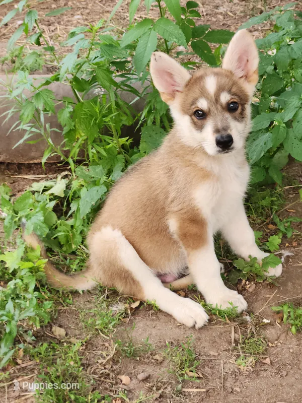 Wolfie boy – German Shepherd Dog puppy for sale in Rosholt, WI