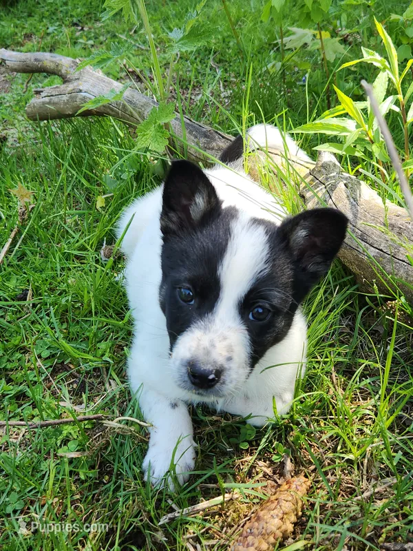 Puppy white spot nose – Australian Cattle Dog, Border Collie puppy for sale in Rosholt, WI