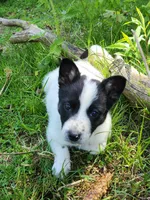 Puppy white spot nose, a male Australian Cattle Dog and Border Collie for sale in Rosholt, WI – 2 of 2