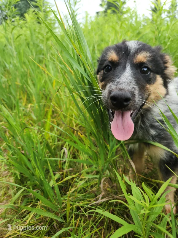 Curly girl – Australian Cattle Dog, Border Collie puppy for sale in Rosholt, WI