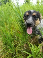 Curly girl, a female Australian Cattle Dog and Border Collie for sale in Rosholt, WI – 1 of 10