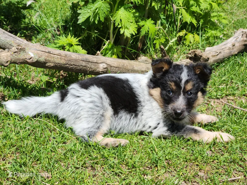 Curly girl – Australian Cattle Dog, Border Collie puppy for sale in Rosholt, WI