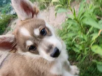 Wolfie boy, a male German Shepherd Dog for sale in Rosholt, WI – 2 of 5