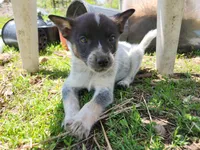 Little boy, a male Australian Cattle Dog and Border Collie for sale in Rosholt, WI – 5 of 5