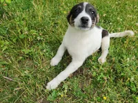 Happy girl, a female Australian Cattle Dog and Border Collie for sale in Rosholt, WI – 4 of 10