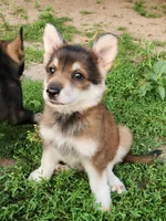 Girl, a female German Shepherd Dog for sale in Rosholt, WI – 4 of 9