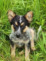 Curly girl, a female Australian Cattle Dog and Border Collie for sale in Rosholt, WI – 3 of 10