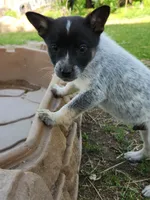 Little boy, a male Australian Cattle Dog and Border Collie for sale in Rosholt, WI – 2 of 5