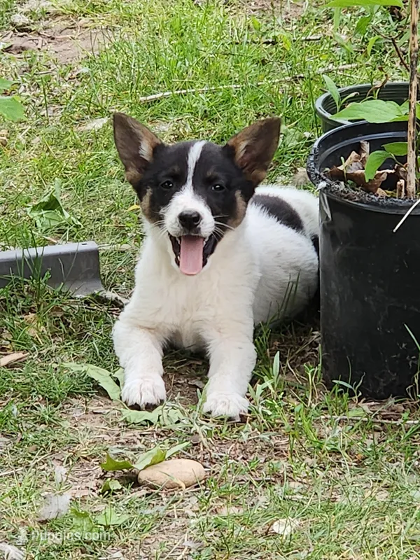 Happy girl – Australian Cattle Dog, Border Collie puppy for sale in Rosholt, WI