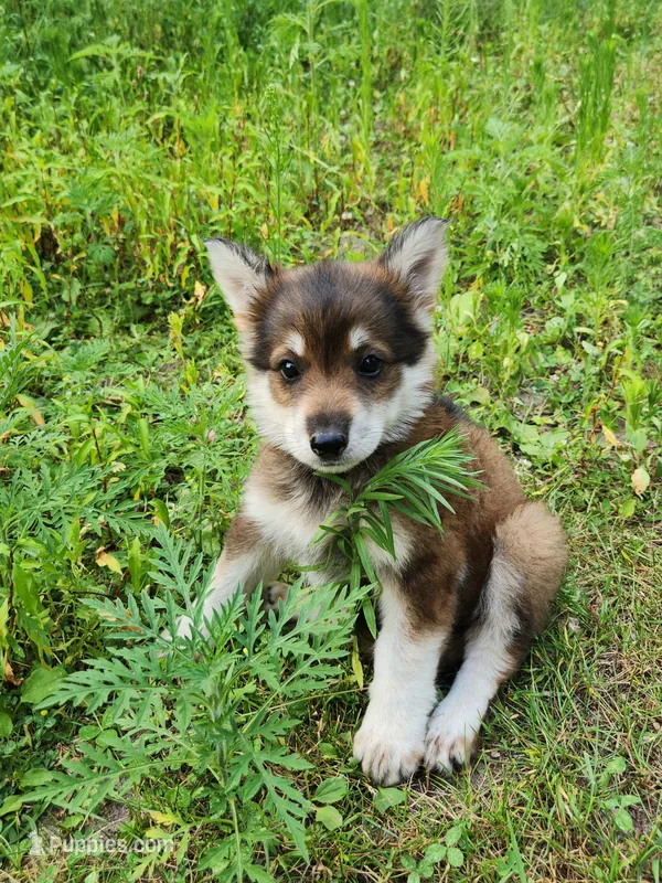 Girl – German Shepherd Dog puppy for sale in Rosholt, WI