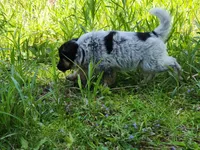 Curly girl, a female Australian Cattle Dog and Border Collie for sale in Rosholt, WI – 2 of 2