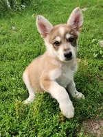 Wolfie boy, a male German Shepherd Dog for sale in Rosholt, WI – 3 of 5