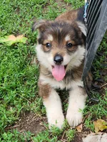 Girl, a female German Shepherd Dog for sale in Rosholt, WI – 9 of 9