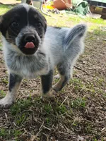 Little boy, a male Australian Cattle Dog and Border Collie for sale in Rosholt, WI – 3 of 5