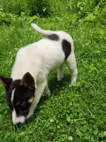 Happy girl, a female Australian Cattle Dog and Border Collie for sale in Rosholt, WI – 10 of 10