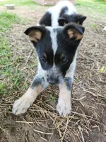 Gentle boy, a male Australian Cattle Dog and Border Collie for sale in Rosholt, WI – 4 of 4