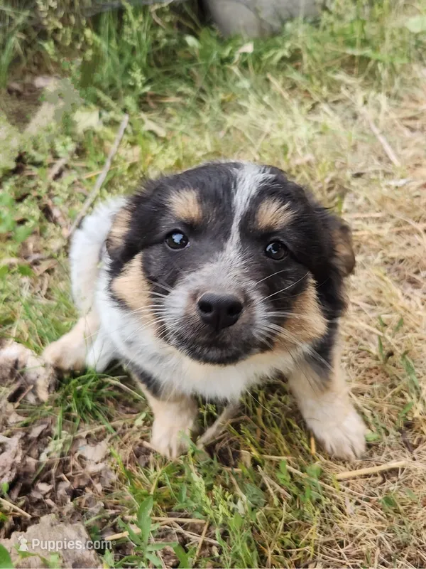 Curly girl – Australian Cattle Dog, Border Collie puppy for sale in Rosholt, WI