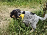 Curly girl, a female Australian Cattle Dog and Border Collie for sale in Rosholt, WI – 5 of 10