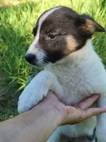 Happy girl, a female Australian Cattle Dog and Border Collie for sale in Rosholt, WI – 2 of 3