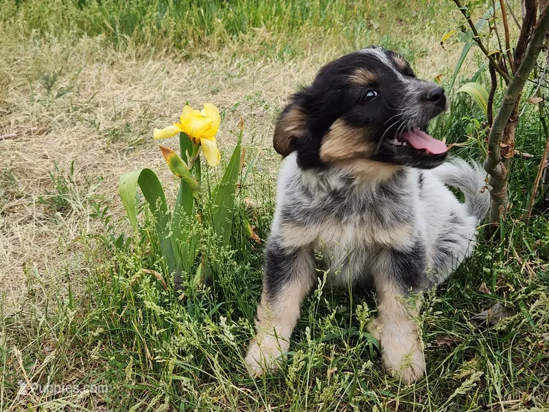 Curly girl – Australian Cattle Dog, Border Collie puppy for sale in Rosholt, WI