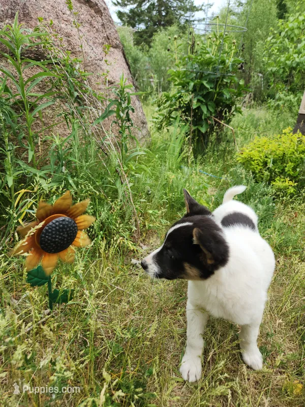 Happy girl – Australian Cattle Dog, Border Collie puppy for sale in Rosholt, WI