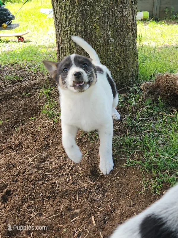 Happy girl – Australian Cattle Dog, Border Collie puppy for sale in Rosholt, WI