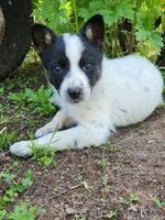Puppy white spot nose, a male Australian Cattle Dog and Border Collie for sale in Rosholt, WI – 1 of 2