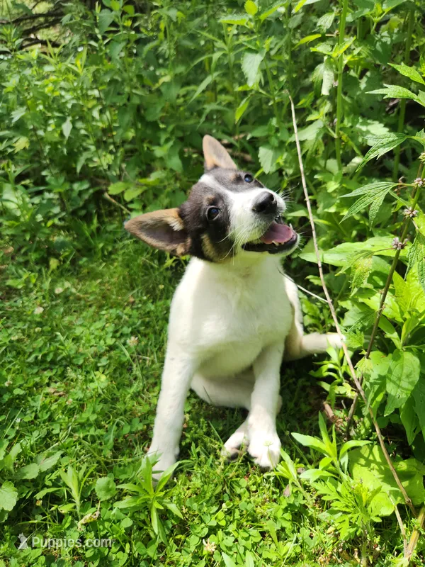 Happy girl – Australian Cattle Dog, Border Collie puppy for sale in Rosholt, WI