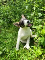 Happy girl, a female Australian Cattle Dog and Border Collie for sale in Rosholt, WI – 3 of 10