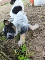 Gentle boy, a male Australian Cattle Dog and Border Collie for sale in Rosholt, WI – 3 of 4