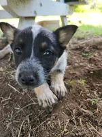 Gentle boy, a male Australian Cattle Dog and Border Collie for sale in Rosholt, WI – 1 of 4