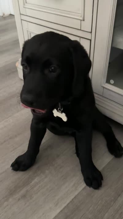 Tyson, a male Labrador Retriever for sale in Fresno, CA – 5 of 5