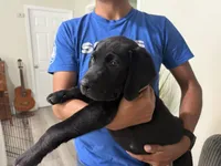 Tyson, a male Labrador Retriever for sale in Fresno, CA – 2 of 5