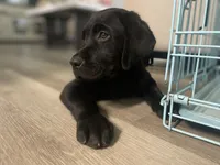 Tyson, a male Labrador Retriever for sale in Fresno, CA – 4 of 5