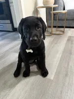 Tyson, a male Labrador Retriever for sale in Fresno, CA – 3 of 5
