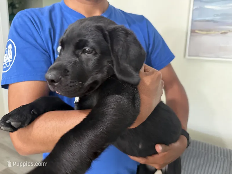 Tyson – Labrador Retriever puppy for sale in Fresno, CA