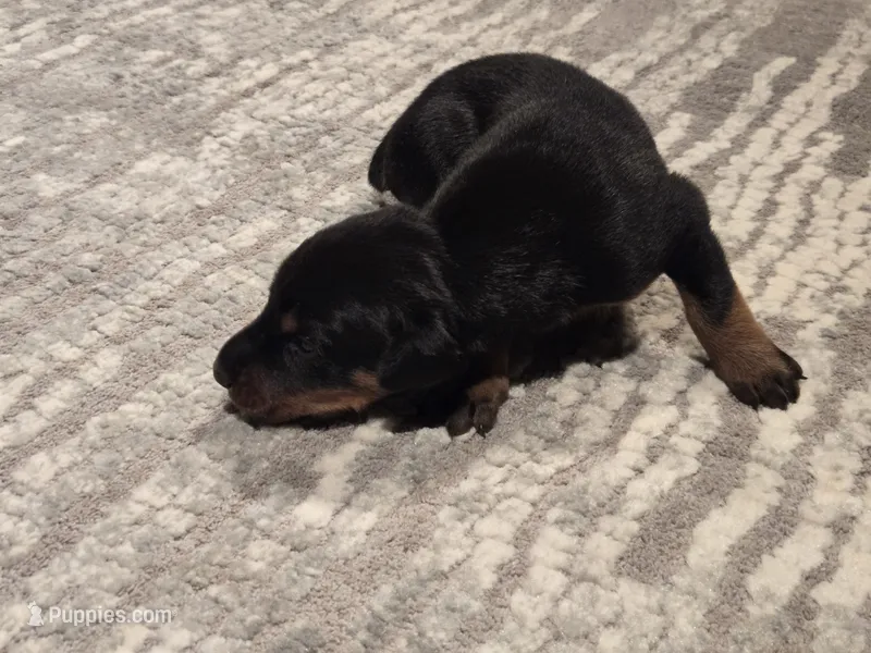AKC Doberman Pinscher puppy girl – Doberman Pinscher puppy for sale in Monroe, NC