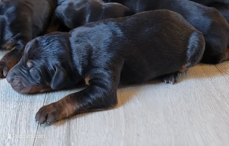 AKC Doberman Pinscher puppy boy – Doberman Pinscher puppy for sale in Monroe, NC