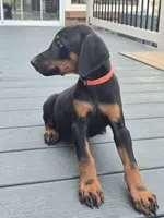 AKC Doberman Pinscher puppy Female, a female Doberman Pinscher for sale in Monroe, NC – 2 of 5