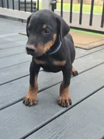 AKC Doberman Pinscher puppy Male, a male Doberman Pinscher for sale in Monroe, NC – 2 of 4