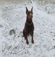 AKC Doberman Pinscher puppy Male, a male Doberman Pinscher for sale in Monroe, NC – 4 of 4