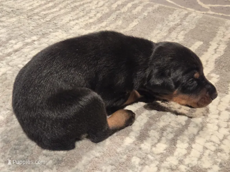 AKC Doberman Pinscher puppy boy – Doberman Pinscher puppy for sale in Monroe, NC