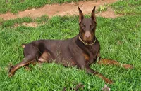 AKC Doberman Pinscher puppy girl, a female Doberman Pinscher for sale in Monroe, NC – 2 of 4